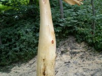 The Wind from the Mountains